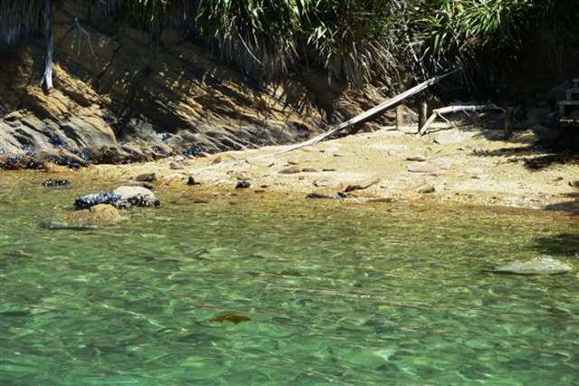 Arthurs Bay Kenepuru Sound_4