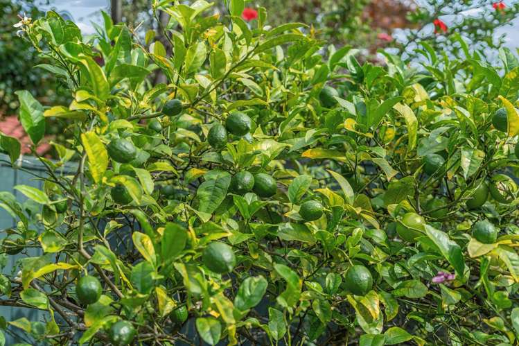 20C Witako Street Epuni_13