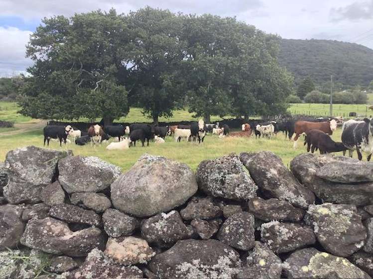 54 Tatton Road Maungatapere_38