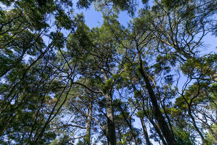 7 Trig Station Rise Paremoremo_7