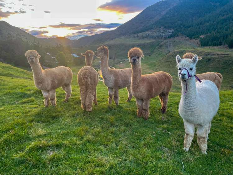 1067 Taylor Pass Road Blenheim_7