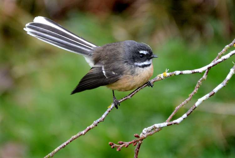 57 Norwood Street Normanby_20