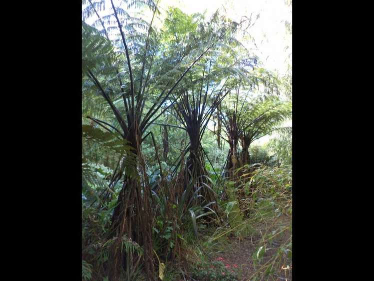 10 Angus Lane Waihi Beach_14