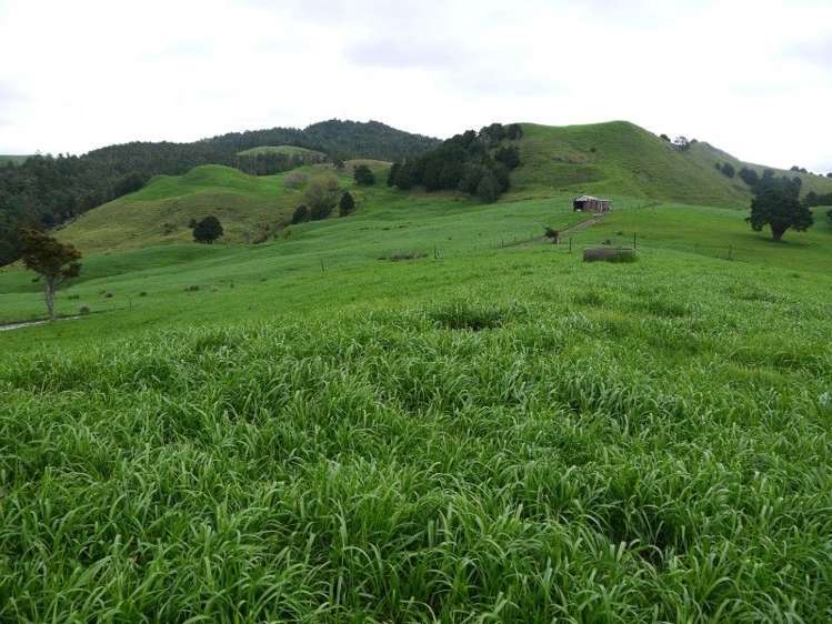 259 Waimata Road Dargaville Surrounds_1