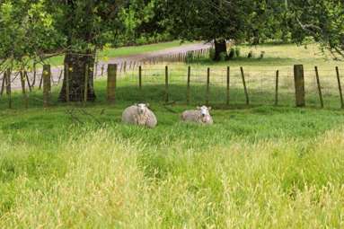 263 Old Coach Road_4