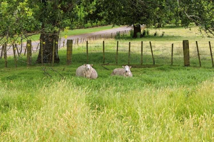 263 Old Coach Road Paengaroa_4