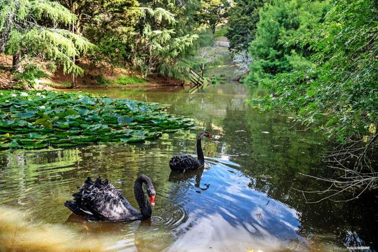 62 Old Coach Way Ramarama_4