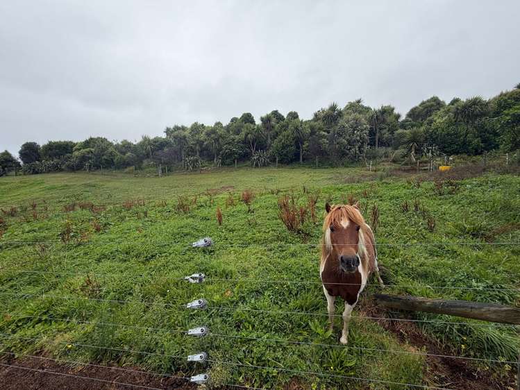 14 Harkness Rice Way Koru_7