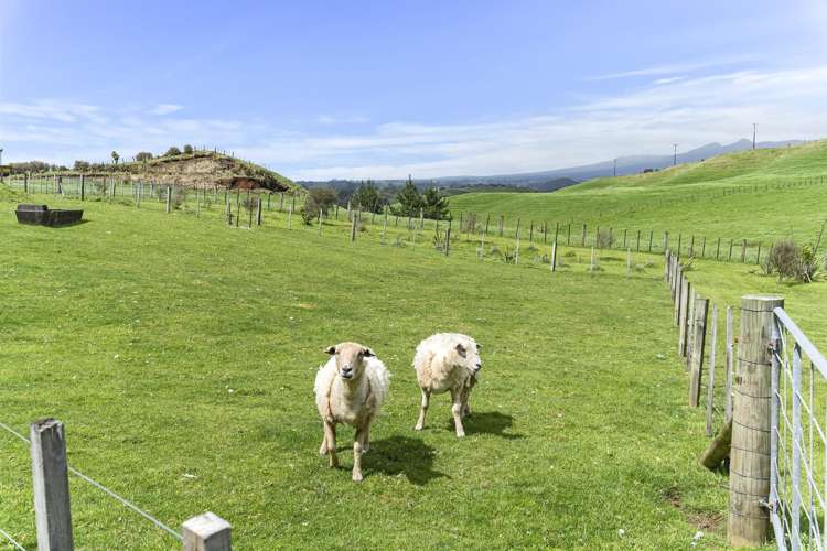 489a Barrett Road Omata_20