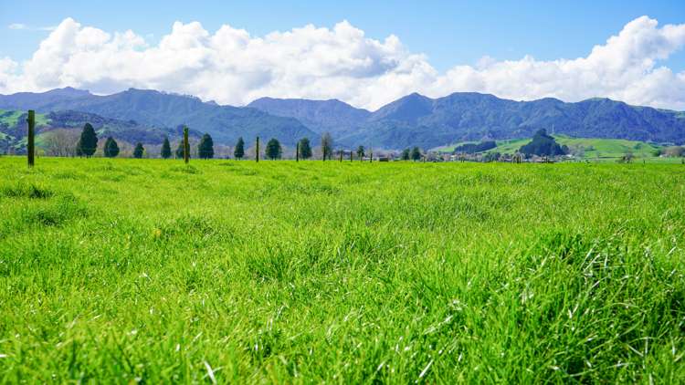 81 Station Road Puriri_16