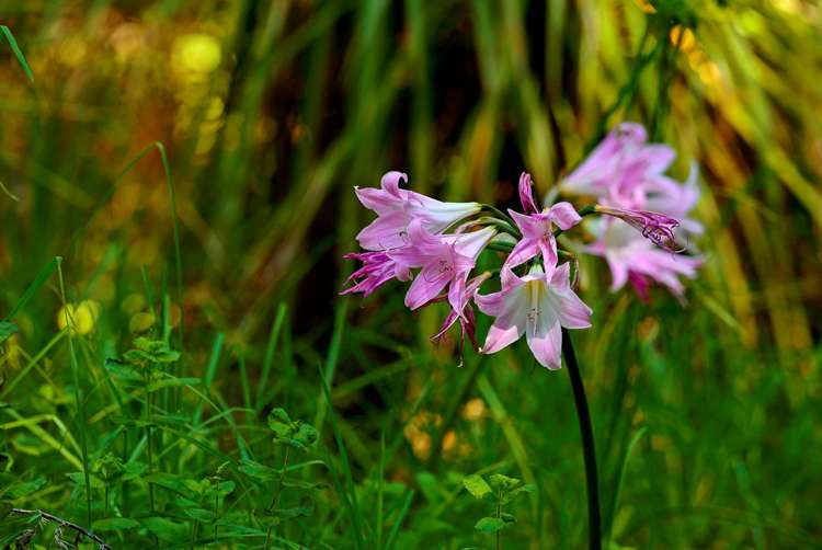 362 Wright Road Dairy Flat_10