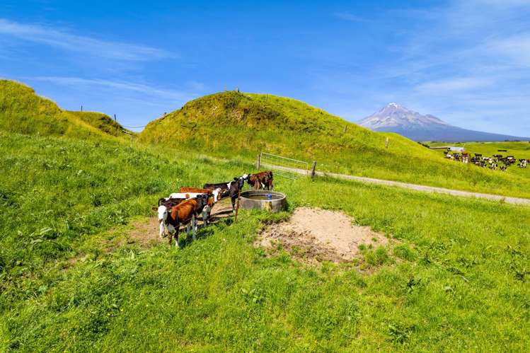 617 Parihaka Road Pungarehu_18