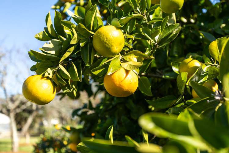 67 Puke Road Paeroa_18