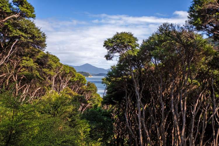 Lot 4 + 5 Te Aroha Bay, Otanerau Bay Marlborough Sounds_49