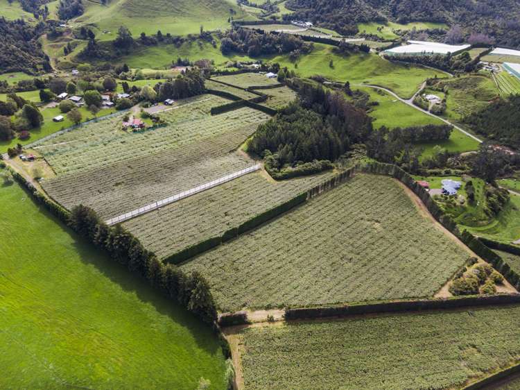 1399A No 3 Road Te Puke Western Bay Of Plenty Rural Property For