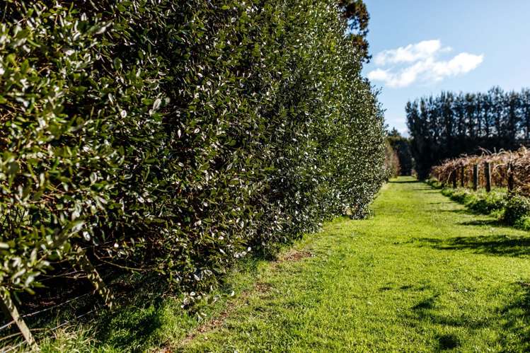 343 Western Drain Road Edgecumbe_32