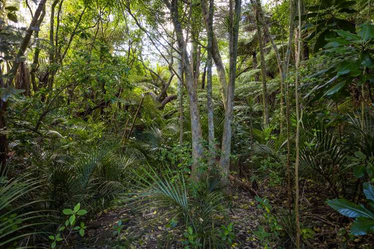 264 Beach Road Campbells Bay_13