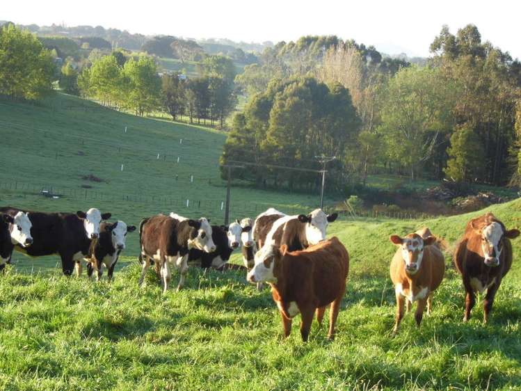 56c Rowe Road Whatawhata_29