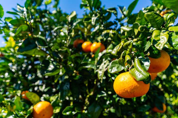 382 Tara Road Mangawhai_13