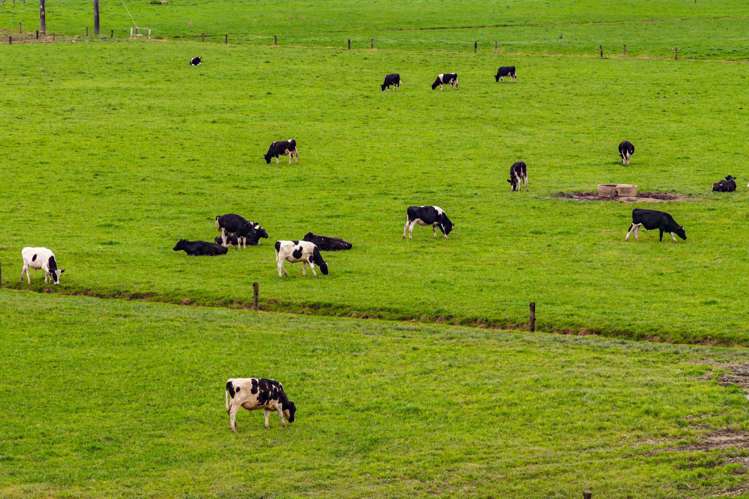 1070 Tangihua Road Maungakaramea_32