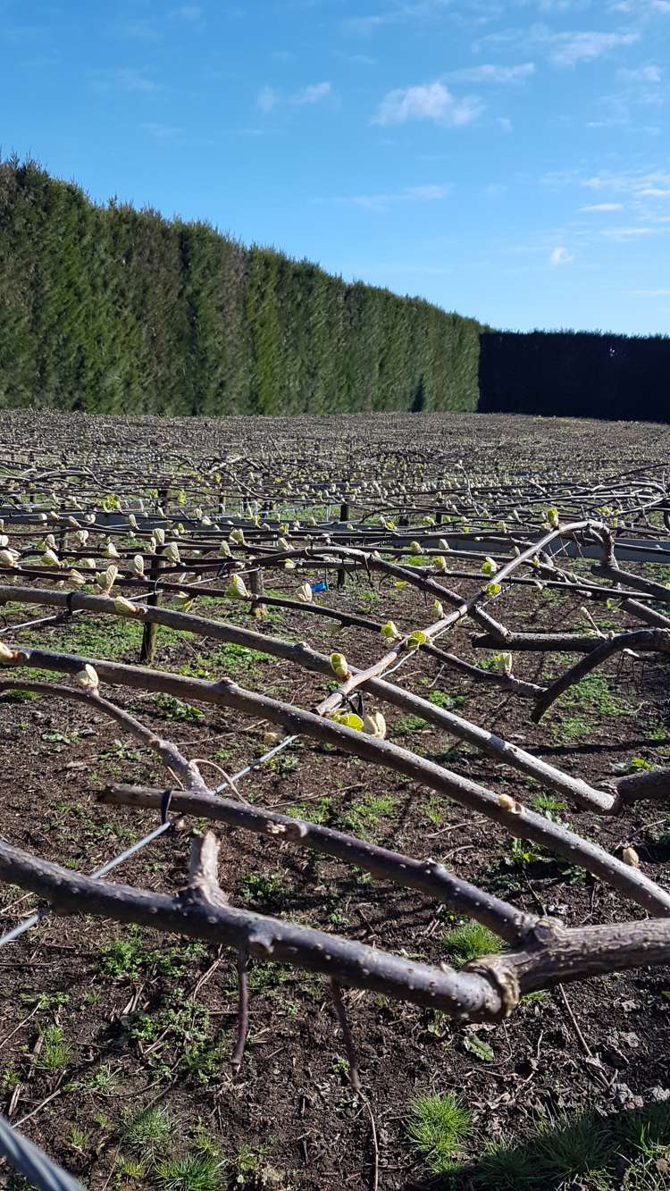 162 Pukeatua Road Maungatapere_6