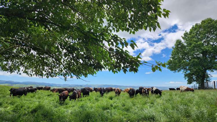 481 Honikiwi Road Otorohanga_8