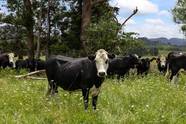 Lot 6 Streamlands Swamp Road Kaipara Flats_3