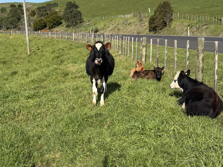 4478 State Highway 12 Dargaville_26