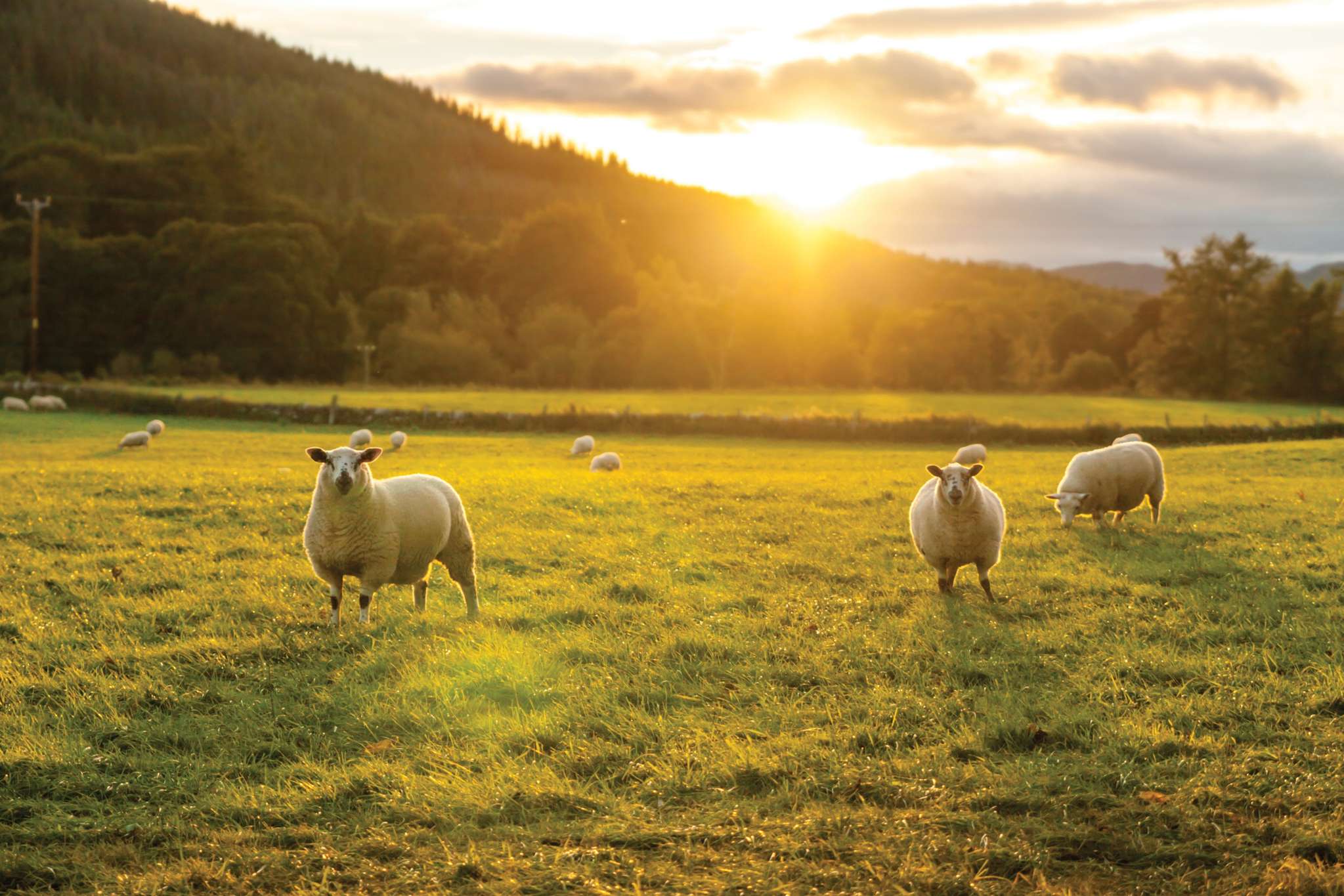 Pastoral land prices expected to stabilise as regulatory impacts bite