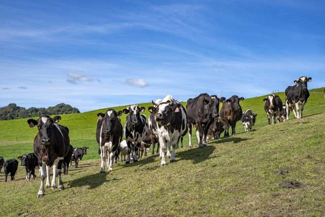 185b Gaskill Road Opotiki Coastal_4