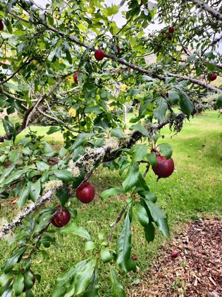 46 Whakapirau Road Maungaturoto_20