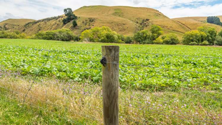 2 Cotswold Road Omihi_14