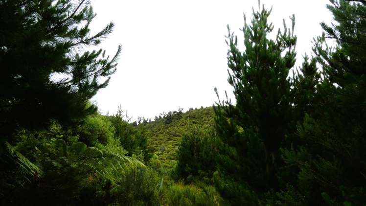 5296D State Highway 6 Punakaiki_15