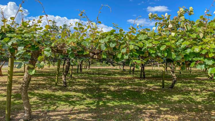 15 Tangiteroria Lane Pauanui_7