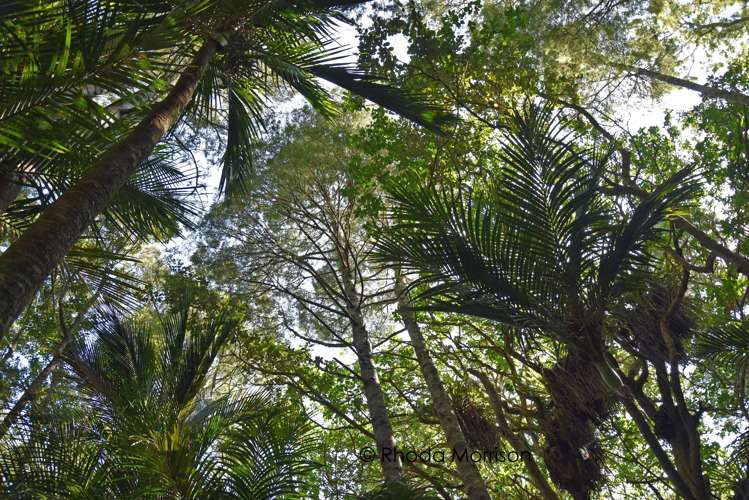 435 Heatley Road Whakapirau_9