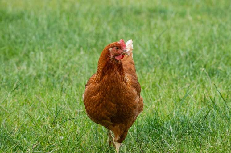 445 Dillons Point Road Riverlands_37