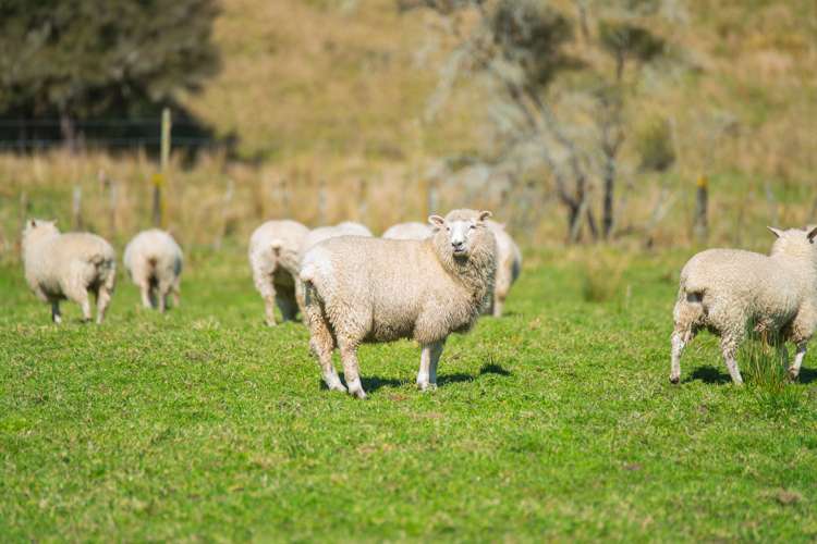 232 Kotare Road Ruakituri_18