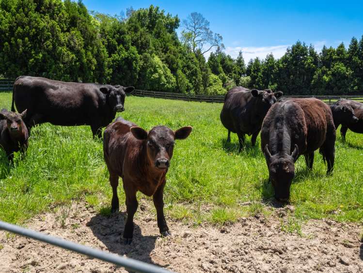 857 Mclaren Falls Road Kaimai_29