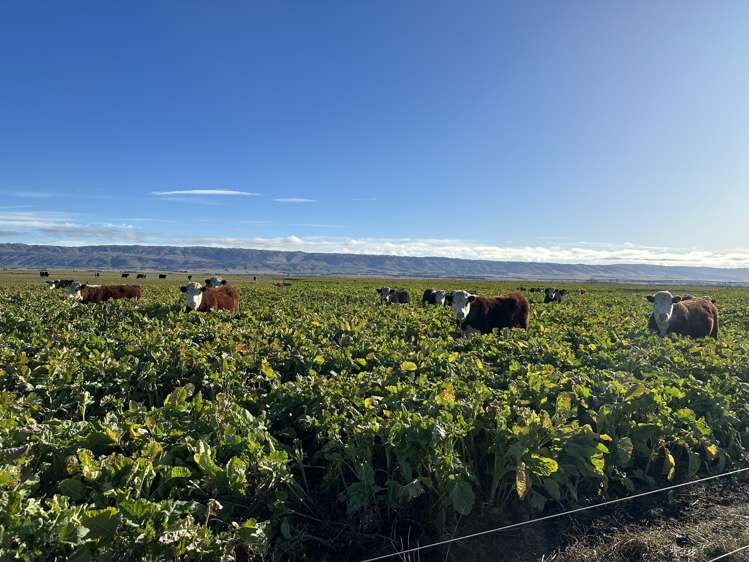 1586 Maniototo Road Patearoa_10