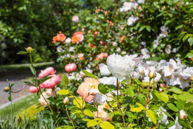 211 Summerhill Road Cust_31