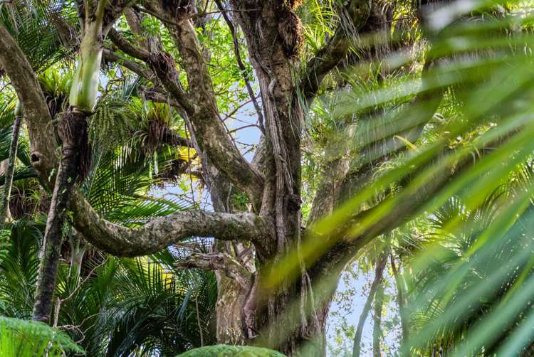 320 Upper Waiwera Road Puhoi_30