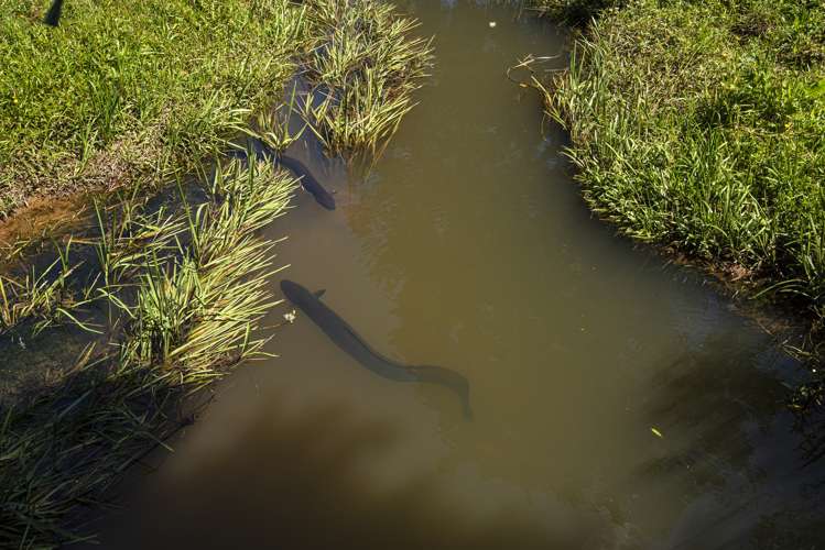 106 Mcbreen Road Hikurangi_26