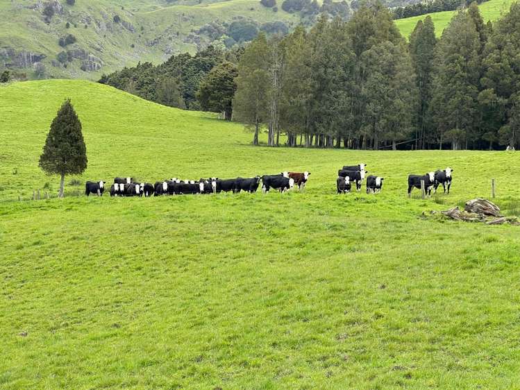 2288 Waihue Road Dargaville Surrounds_21