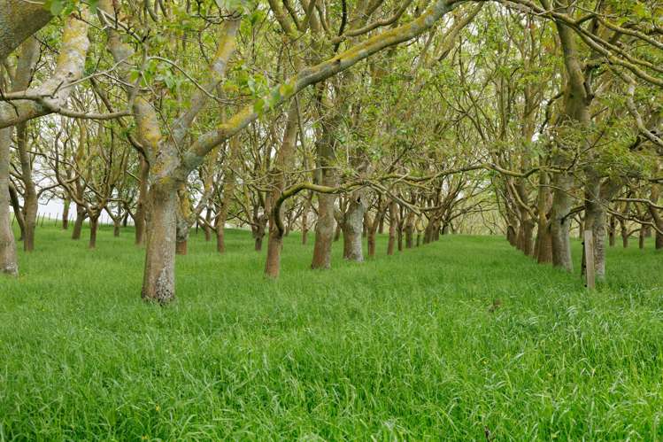 196 Waimanu Road Pukeatua_22