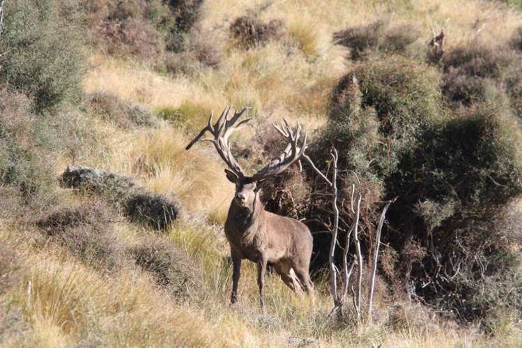 540 Spey Forest Road Kaikoura_9