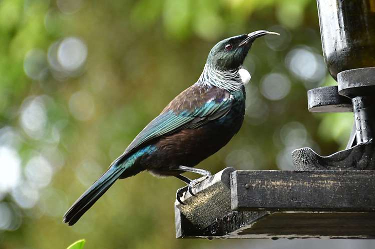 47 Cochrane Avenue Arkles Bay_16