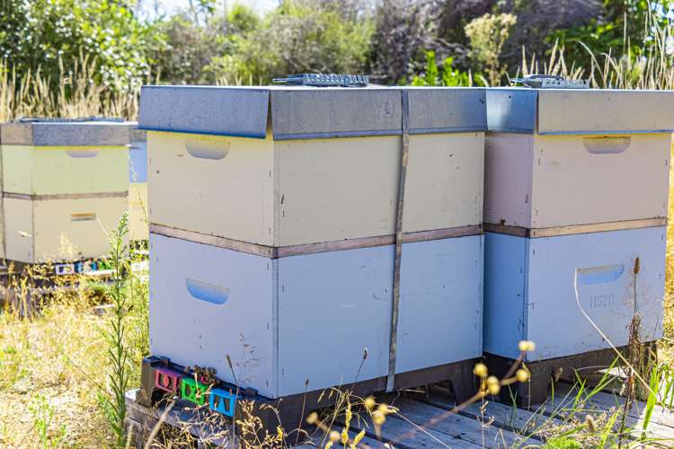 Ngahape Road Masterton_13