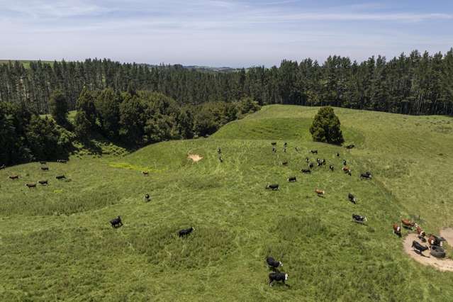 1707 Te Matai Road Te Puke_4