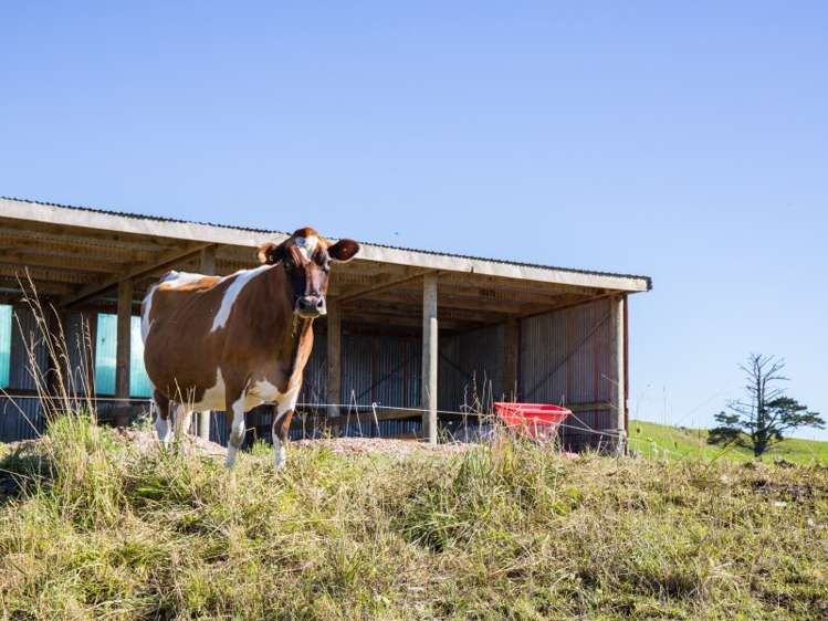 450a Settlement Road Kaiwaka_5