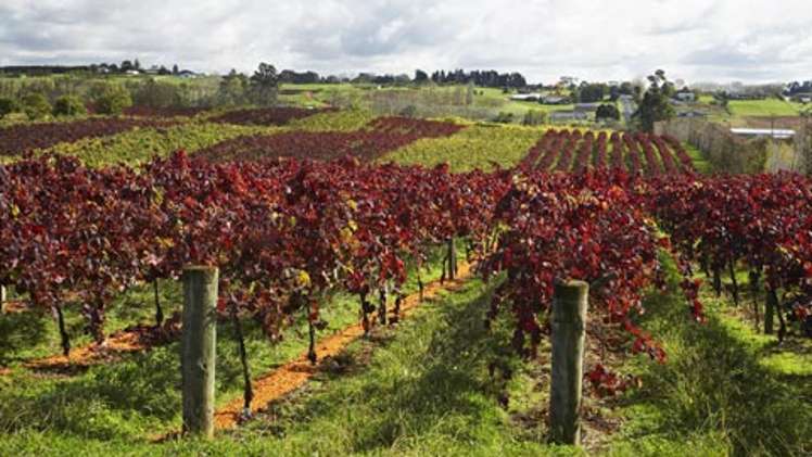 Vineyard Road Te Kauwhata_2